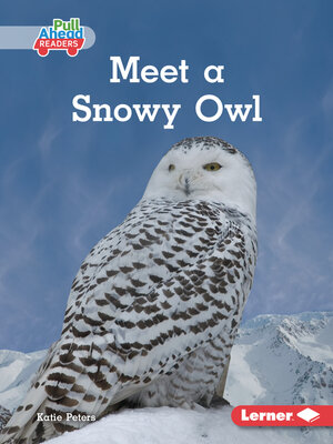 cover image of Meet a Snowy Owl
